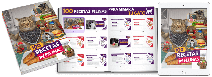 100 Receta Felinas Curso Online